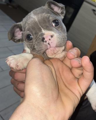 Bulldog francese