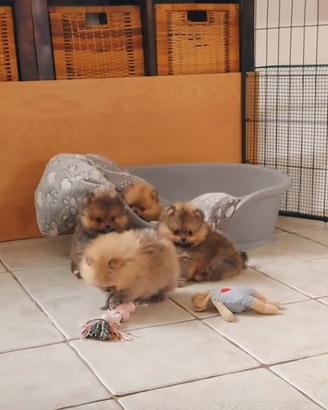Spitz nano di Pomerania marrone o rosso