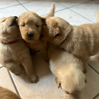 Cuccioli di Golden Retriever Americani