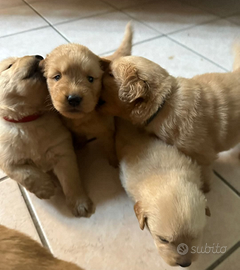 Cuccioli di Golden Retriever Americani
