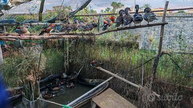 Anatre Mandarine Ancestrali