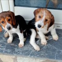 Cuccioli di Beagle grifon basset