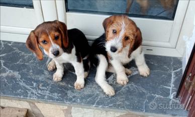Cuccioli di Beagle grifon basset