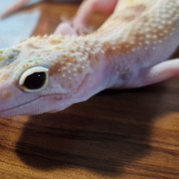 Geco leopardino w&y eclipse