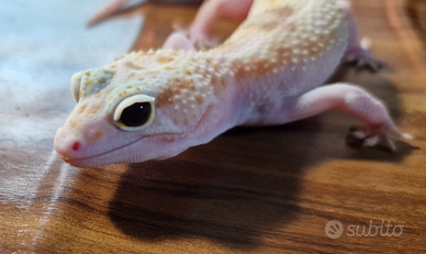 Geco leopardino w&y eclipse