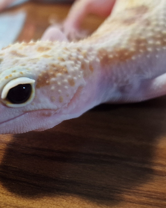 Geco leopardino w&y eclipse