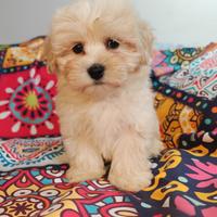 Maltipoo cuccioli maschi coreani