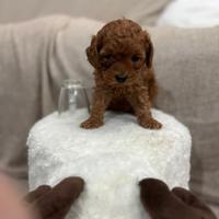 Barboncino toy e mini toy