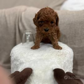 Barboncino toy e mini toy