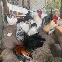 Gallinelle nane ornamentali