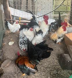 Gallinelle nane ornamentali