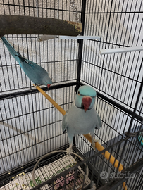 Parrocchetti dal collare