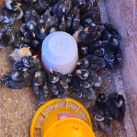 Pulcini galline Amrock