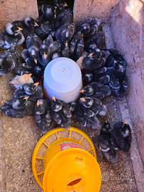 Pulcini galline Amrock