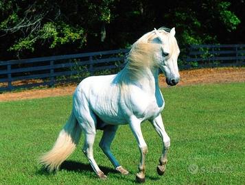 Cavalli - Allevamenti - Maneggi