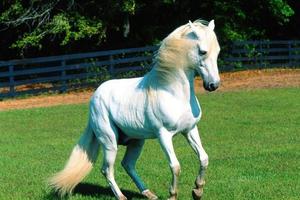 Cavalli - Allevamenti - Maneggi