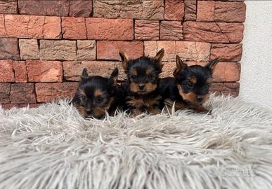 Yorkshire terrier extramini toy