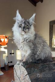 Maine coon femmine