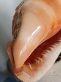  conchiglia grande multicolore 