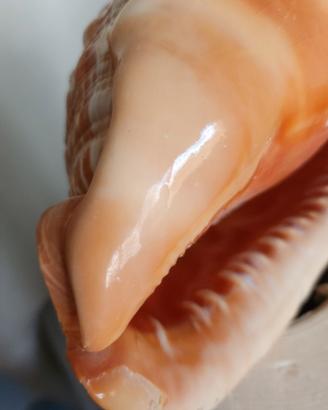  conchiglia grande multicolore 