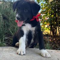 Cucciolo di Border collie