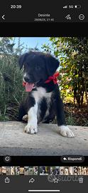 Cucciolo di Border collie