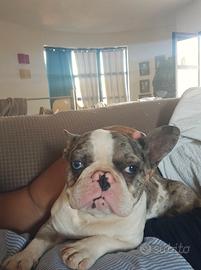 Bulldog francese