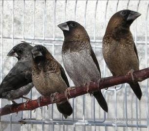 Uccelli