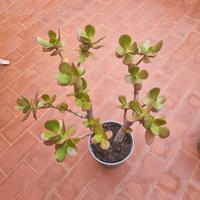 Crassula Ovata (Pianta di giada)
