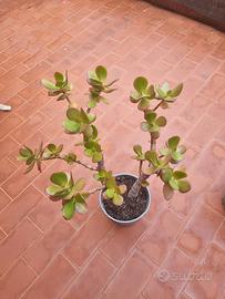 Crassula Ovata (Pianta di giada)