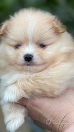 Spitz nano tedesco cuccioli pedigree enci