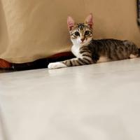 Hero gattino 2 mesi