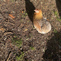 Galline ornamentali