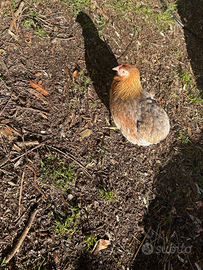 Galline ornamentali