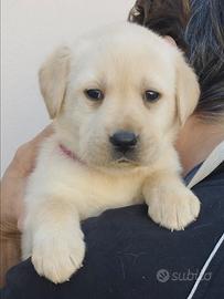 Cuccioli con pedigree