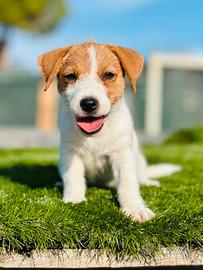 Jack Russell terrier cuccioli