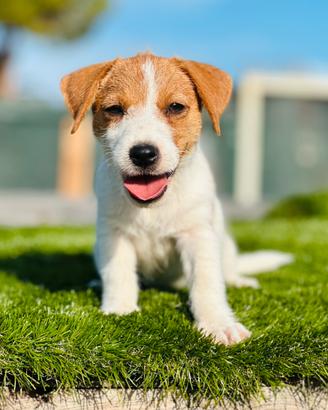 Jack Russell terrier cuccioli