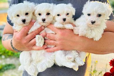 Bichon Frise