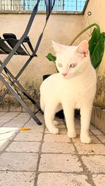 Gattina Angora bianca