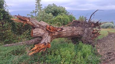 tronco Noce Nazionale