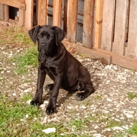Cucciola femmina di cane corso