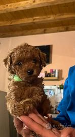 Stupendo cucciolo barboncino toy red