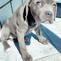 Cuccioli di cane corso italiano grigio blue e nero