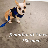 Chihuahua femmina pelo corto