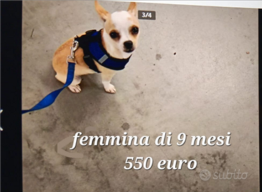 Chihuahua femmina pelo corto