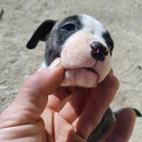 Cuccioli pitbull