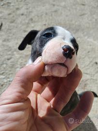 Cuccioli pitbull