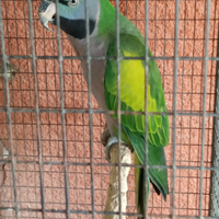 Coppia pappagalli Derbiana