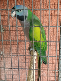 Coppia pappagalli Derbiana