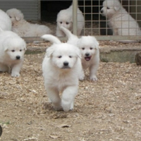 Cuccioli pastore maremmano abruzzese